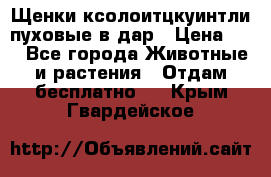 Щенки ксолоитцкуинтли пуховые в дар › Цена ­ 1 - Все города Животные и растения » Отдам бесплатно   . Крым,Гвардейское